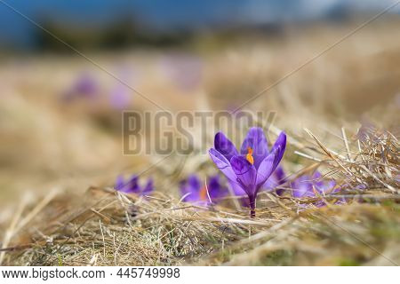Spring Background - Fresh Beautiful Purple Crocuses Closeup. Soft Focus