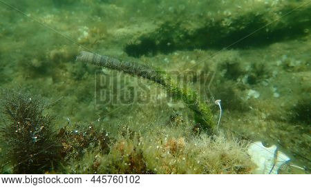 Marine Polychaete Tube Worm Feather Duster Worm (sabella Sp.) Undersea, Aegean Sea, Greece, Halkidik