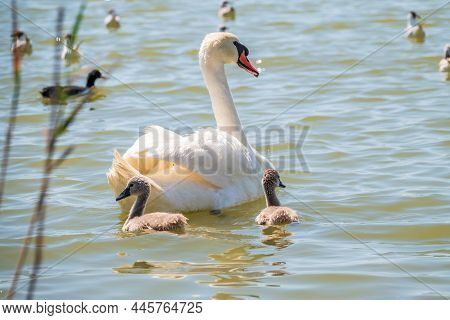 A Female Mute Swan, Cygnus Olor, Swimming On A Lake With Its New Born Baby Cygnets. Mute Swan Protec