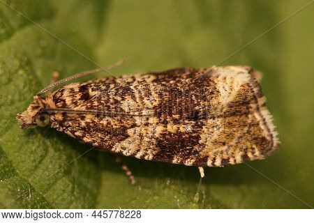 Closeup Of The Common Marble Tortrix Micro Moth, Celypha Lacunana