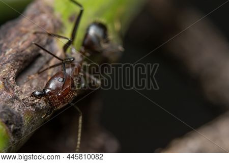 Macro Pheidole Jeton Driversus On The Leaf