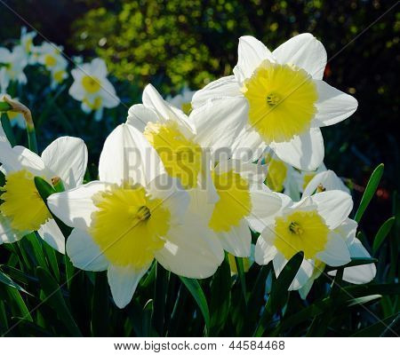 水仙花背光