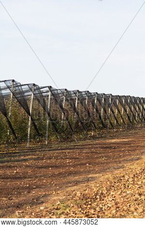 Apple Orchard In A Protective Net
