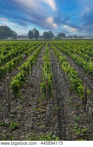 Typical vineyards near Chateau Lagrange, Bordeaux, Aquitaine, France