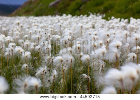 Arktische Baumwolle Gras In Island