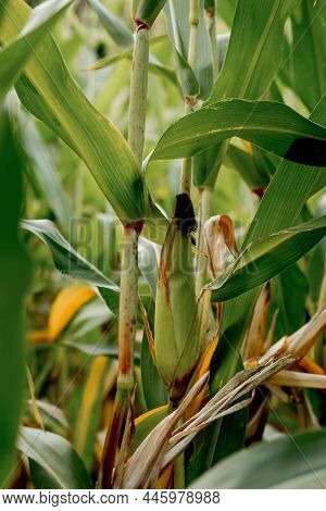 Closeup Of Corn On The Stalk In The Corn Field