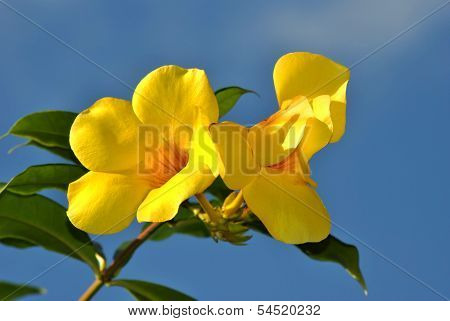 Golden Trumpet