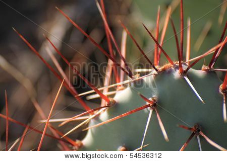 Cactus. Closeup With Needles