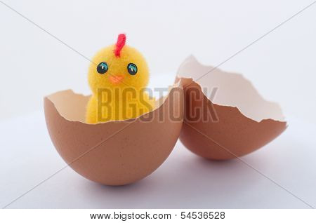 Chicken In Shell On White