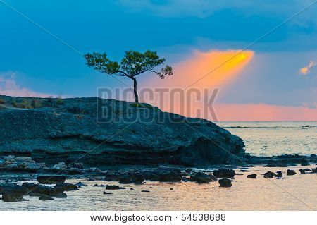 Lone Pine Tree On A Rocky Seashore And Sunbeam