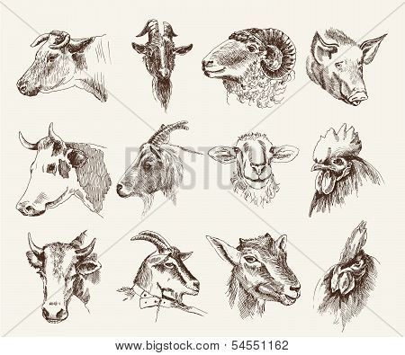 head of farm animals