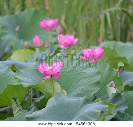 blooming lotus flower