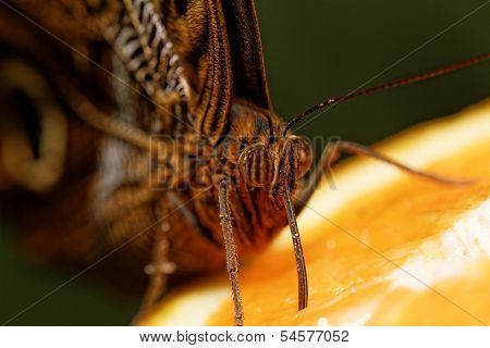 Macro Photograph Of A Butterfly