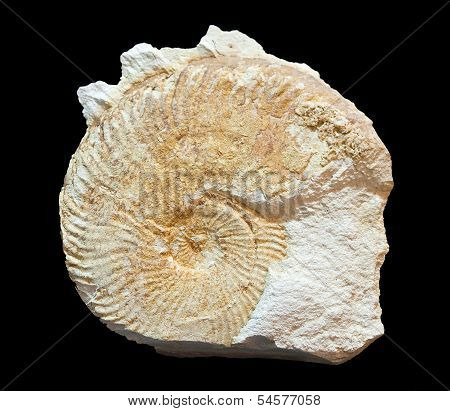 fossil amonites