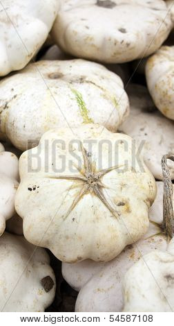 Pattypan Or White Squash