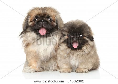 Pekinese Dog With Puppy