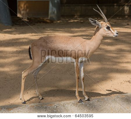 Desert gazelle-dorkas in a zoo of Barcelona, Spain