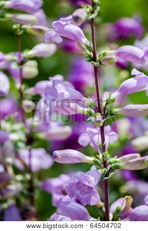 Pikes Peak Purple (penstemon Mexicali)