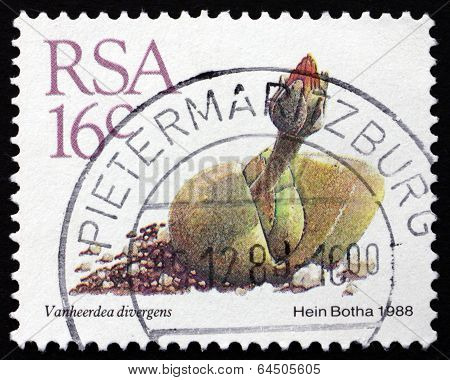 Postage Stamp South Africa 1988 Vanheerdea Divergens, Succulent Plant