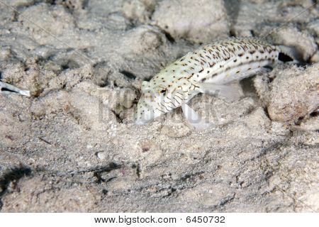 Pinguipedidae moteado