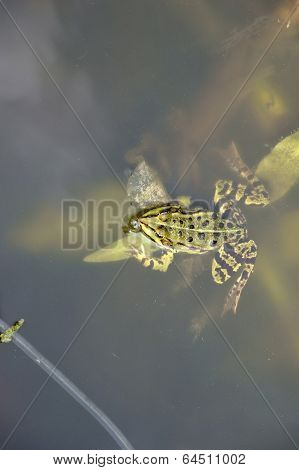 Frog with air bubble