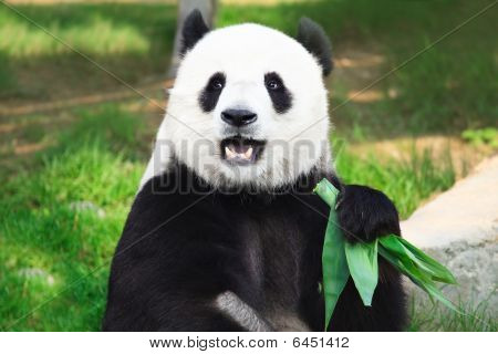 Giant Panda