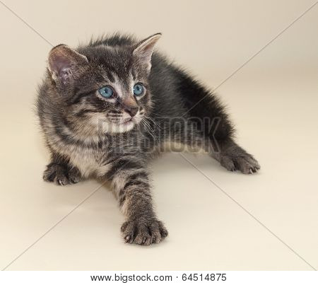 Little Fluffy Kitten Backtracking On Yellow