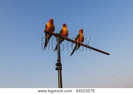 Sun Conure Parrot