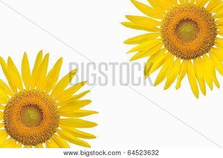 Sunflower On White Background.