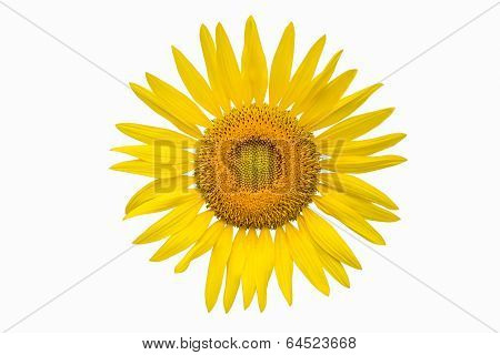 Sunflower On White Background.