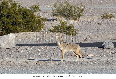 Coyote in Death Valley