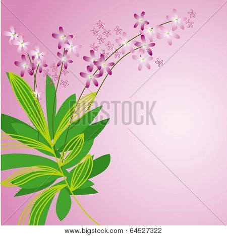 Orchis pattern