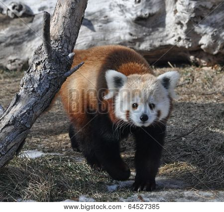 Red Panda