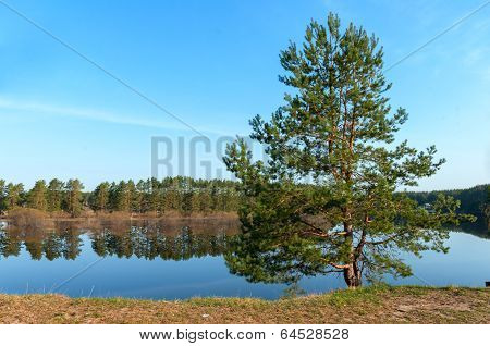 Landscape Of The Tree In The River Bank