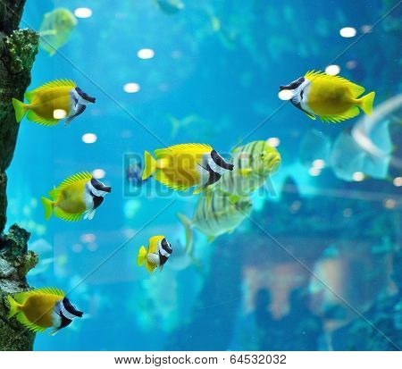 Several Foxface Fish