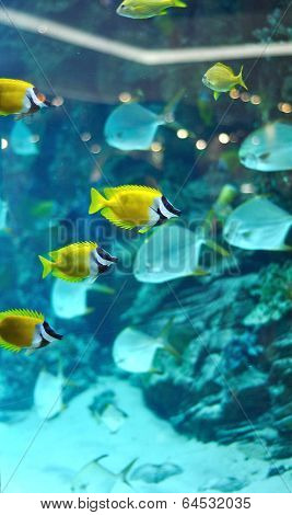 Several Foxface Fish