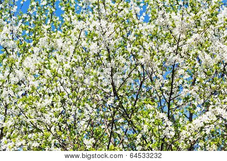 White Blooming Cherry Tree Crown