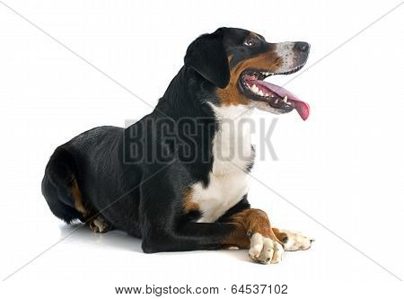 Appenzeller Sennenhund