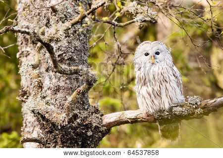 The Ural Owl Strix Uralensis