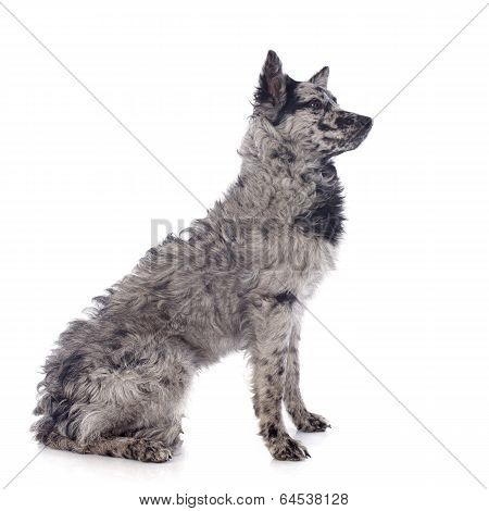 Hungarian Dog