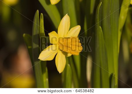 narcisus In Bloom
