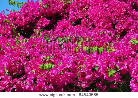 Beautiful Bougainvillea
