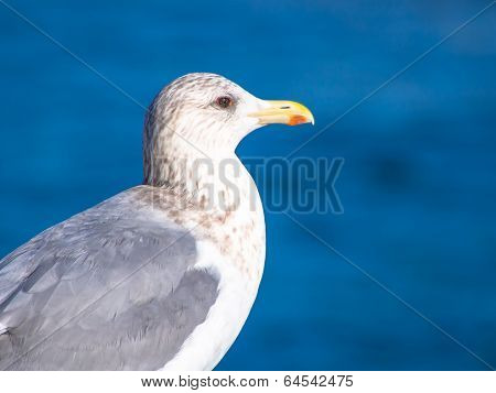 Herring gull standing in front of blue ocean