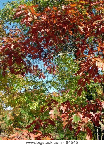 Autumn Time