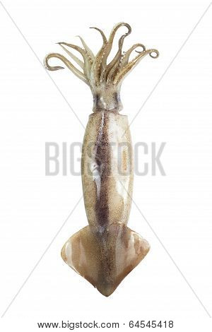 Image Of Squid Isolated