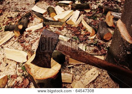 Forester chopping wood with an axe