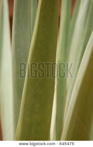 yucca