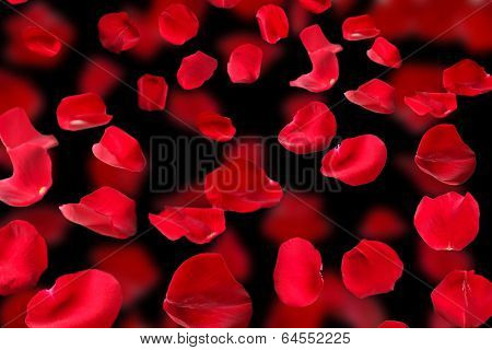 Beautiful red rose petals on dark background