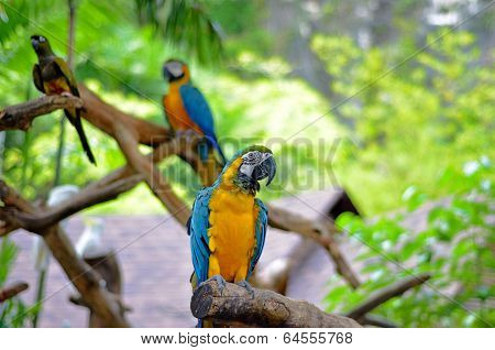 Parrots