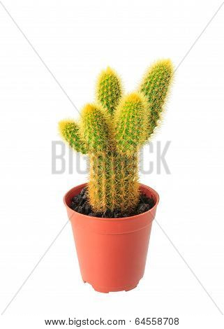 Cactus In Flowerpot Isolated On White Background